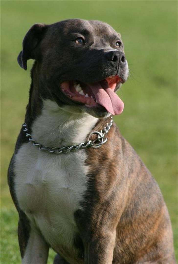 Amerikansk staffordshire terrier psycho billede 13