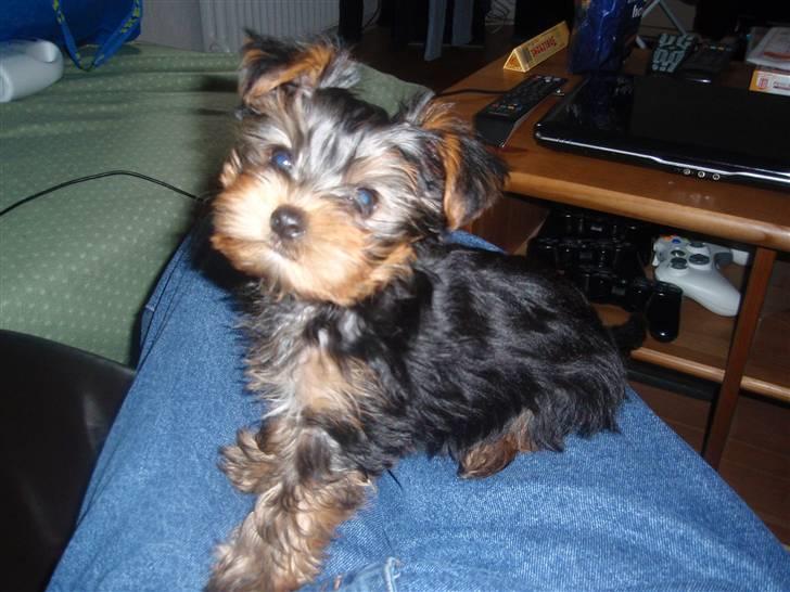 Yorkshire terrier Charlie billede 16