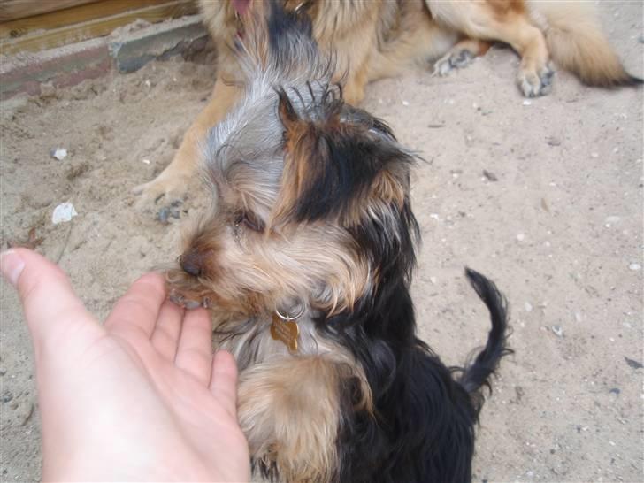 Yorkshire terrier Charlie billede 18