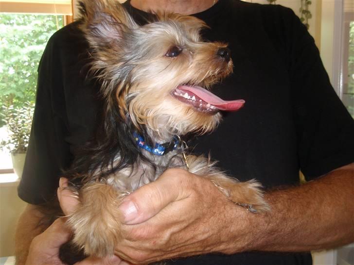 Yorkshire terrier Charlie billede 19