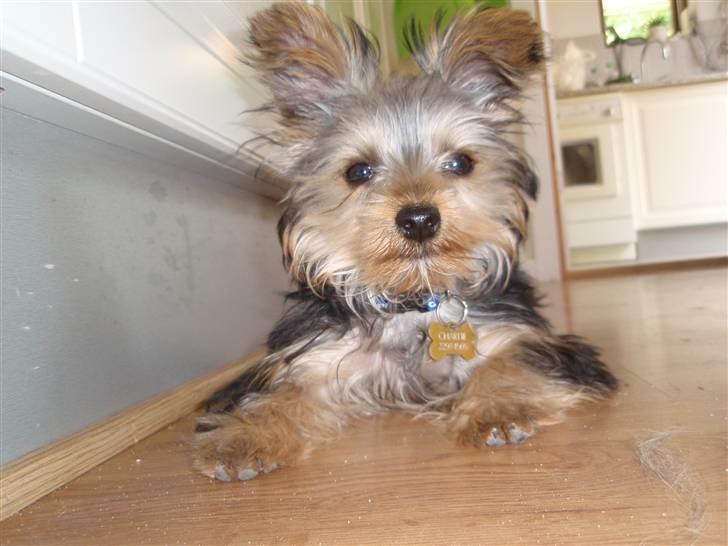 Yorkshire terrier Charlie billede 20