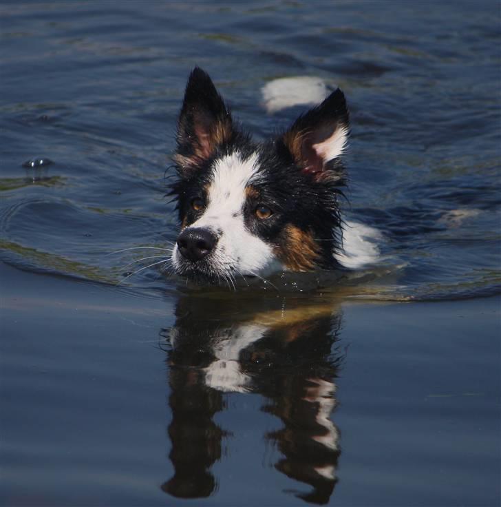 Border collie Tia - 12 år billede 18