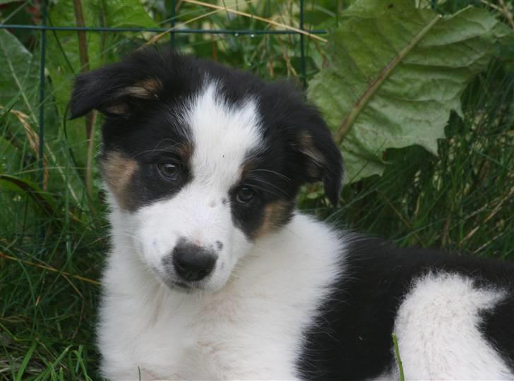 Border collie Tia - 12 år - 8 uger billede 19