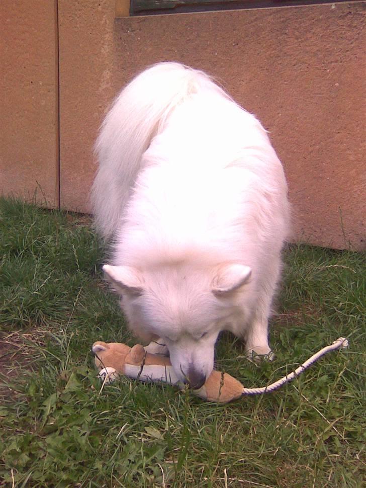 Samojedhund Congo billede 19