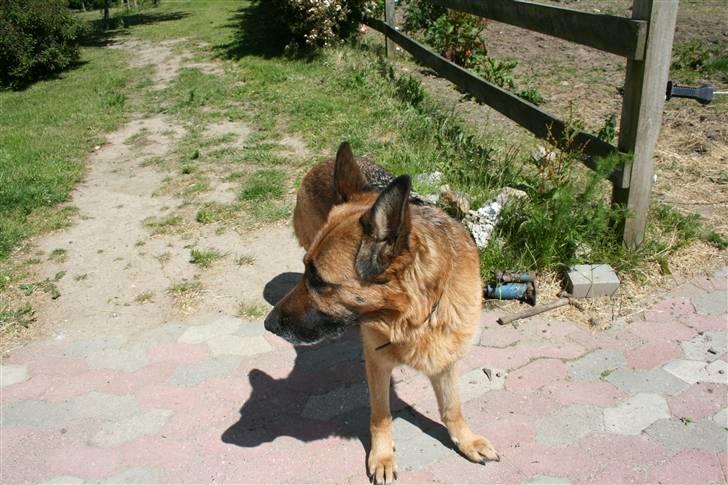 Schæferhund Koldbakken´s Xenia billede 1