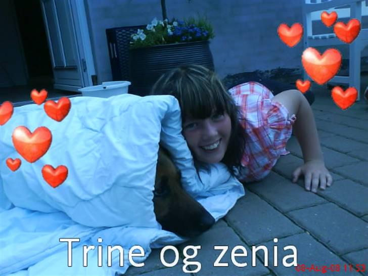 Schæferhund Koldbakken´s Xenia billede 2