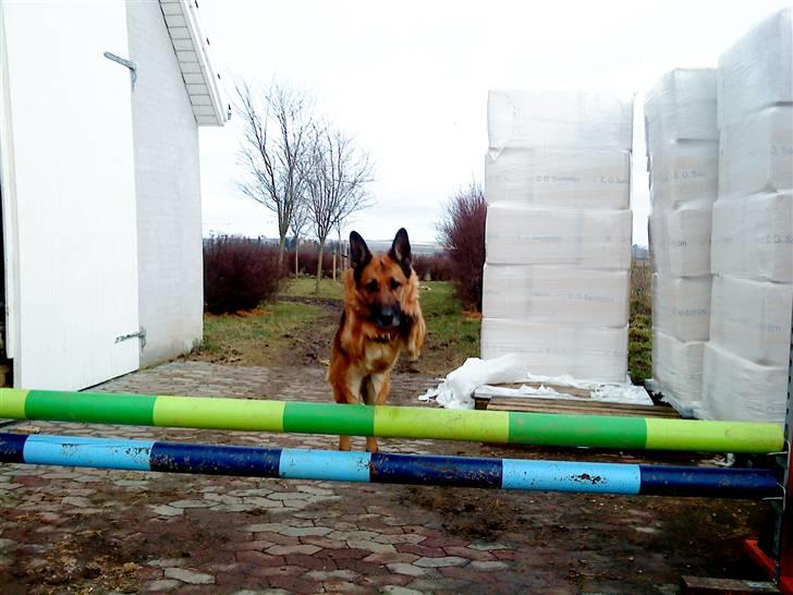 Schæferhund Koldbakken´s Xenia billede 3