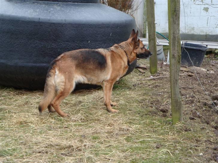 Schæferhund Koldbakken´s Xenia billede 4