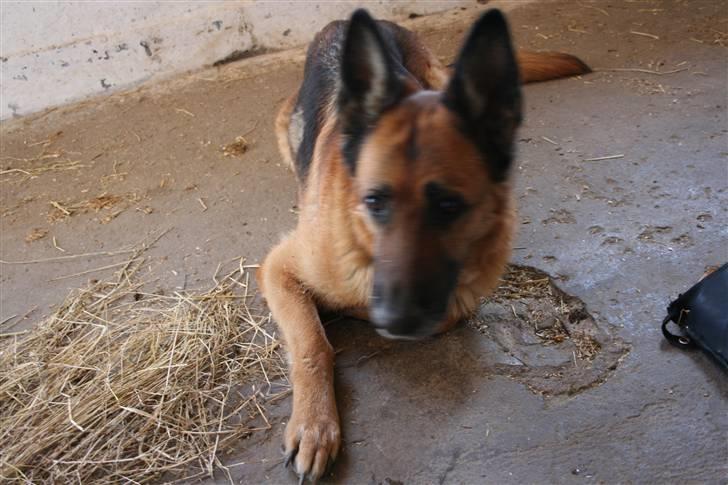 Schæferhund Koldbakken´s Xenia billede 5