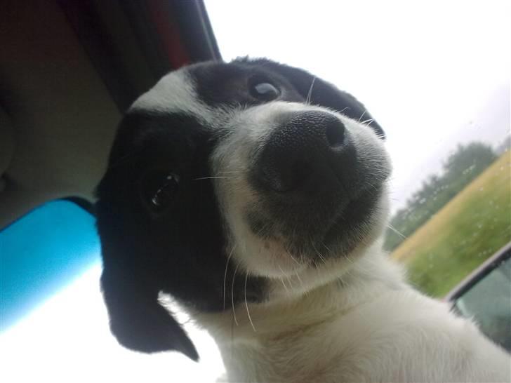 Dansk svensk gaardhund Anton billede 1