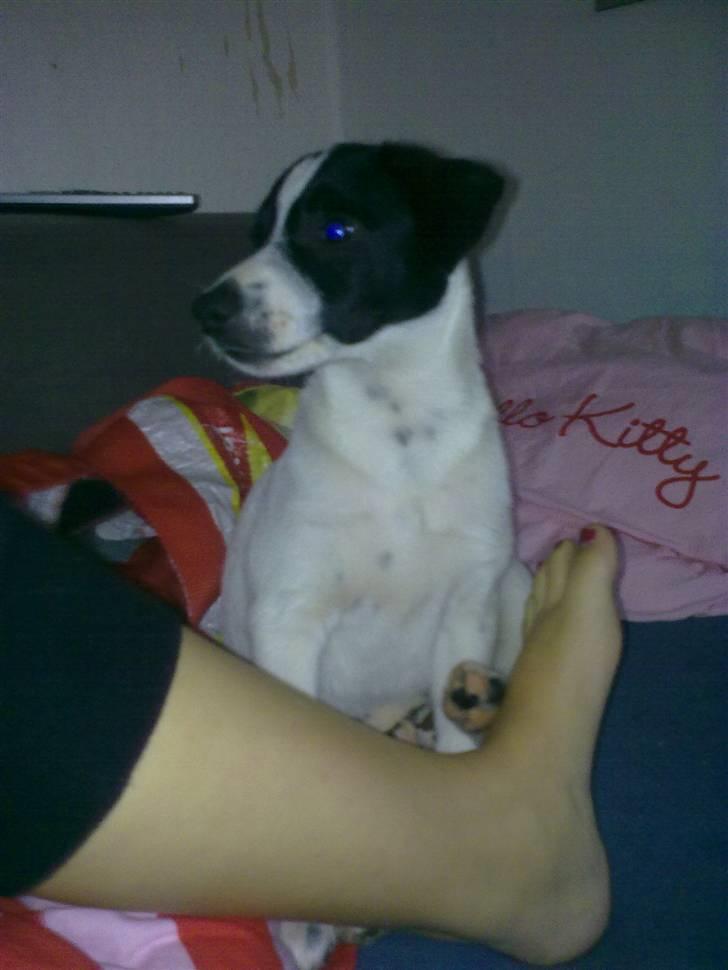 Dansk svensk gaardhund Anton billede 3