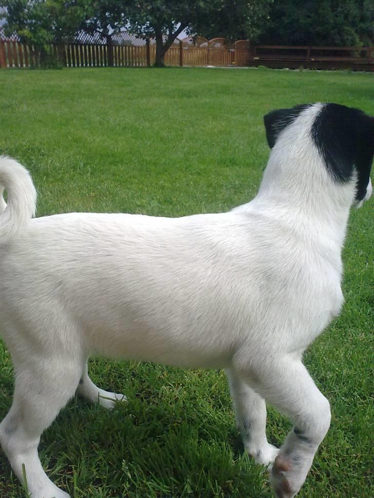 Dansk svensk gaardhund Anton billede 4