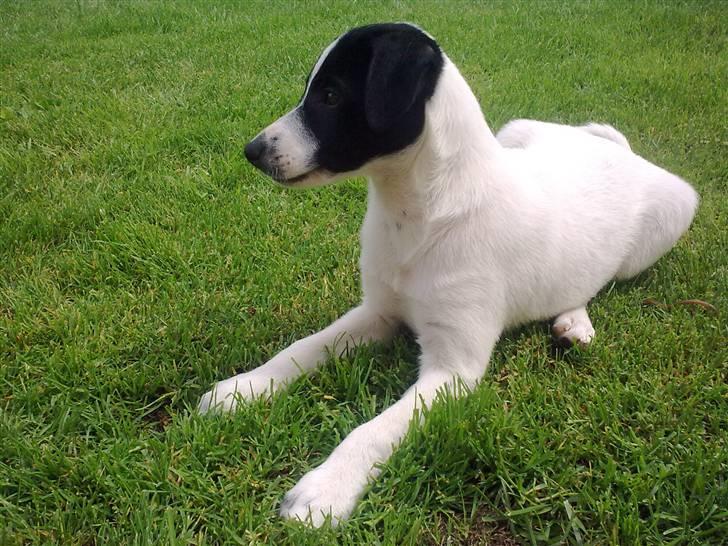 Dansk svensk gaardhund Anton billede 5