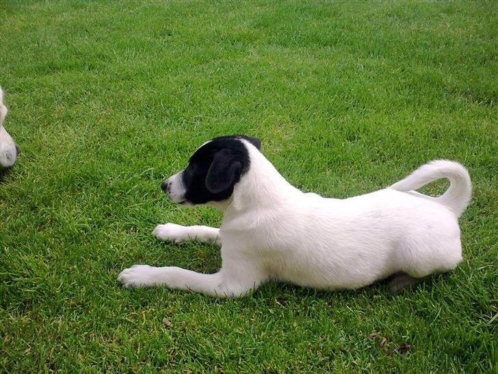 Dansk svensk gaardhund Anton billede 6