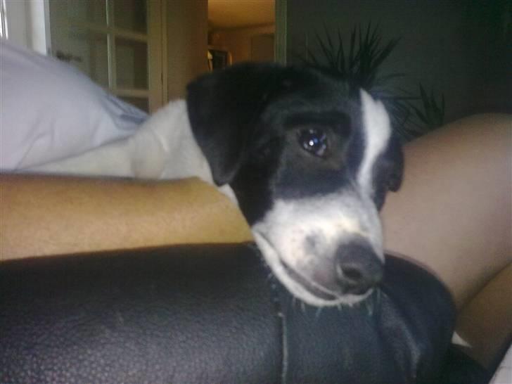 Dansk svensk gaardhund Anton billede 7