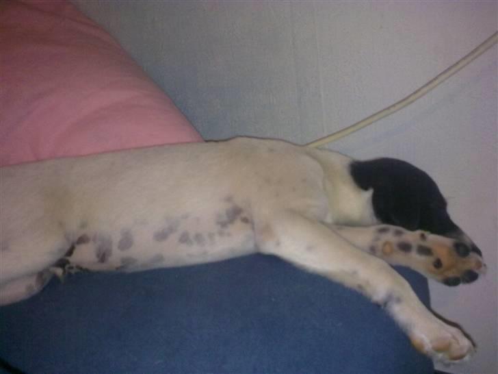 Dansk svensk gaardhund Anton billede 9