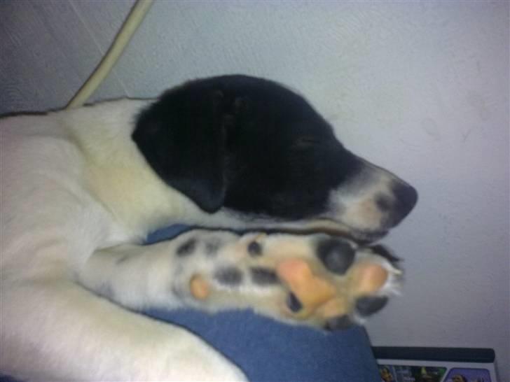 Dansk svensk gaardhund Anton billede 10