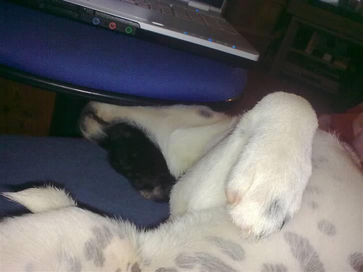 Dansk svensk gaardhund Anton billede 11