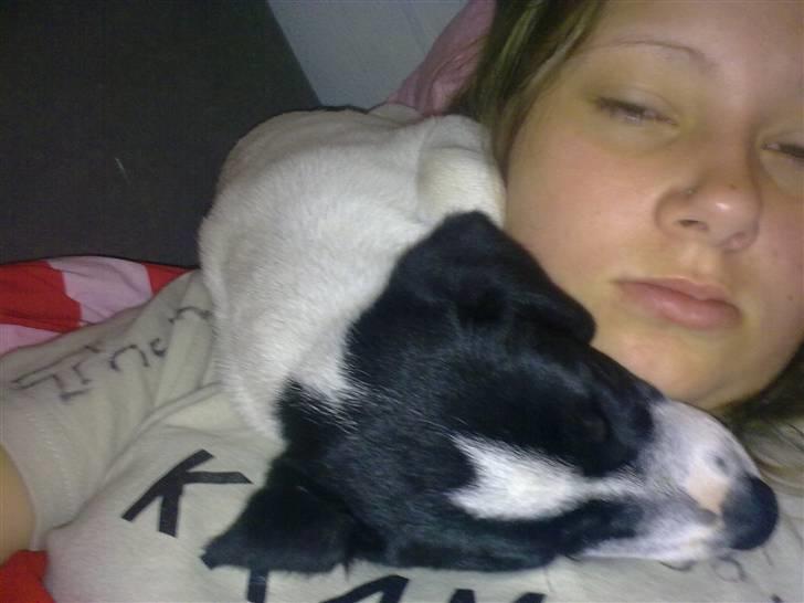 Dansk svensk gaardhund Anton billede 12