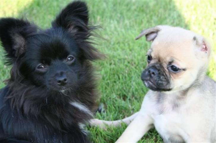 Blanding af racer Zita - hvor ser i kære ud<3 billede 12