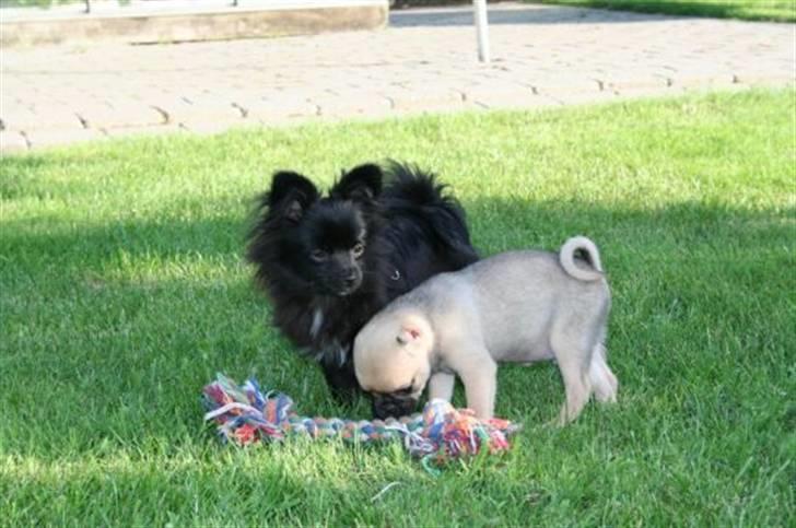 Blanding af racer Zita - "Endelig en der er mindre end mig" :) billede 13