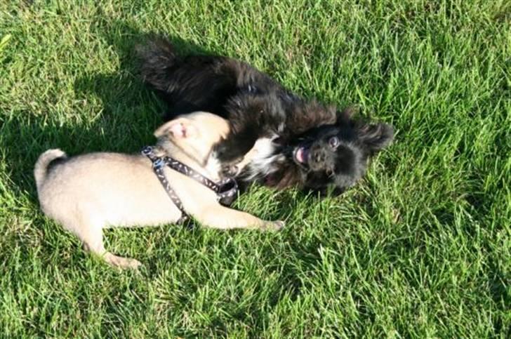 Blanding af racer Zita billede 14