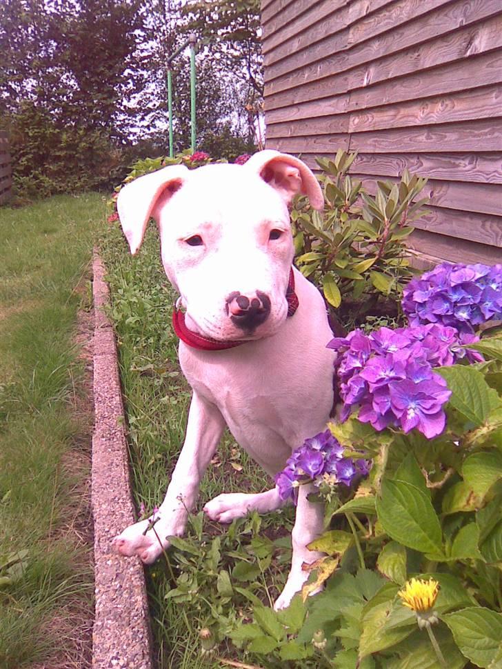 Amerikansk staffordshire terrier Tasja (tulle) billede 2