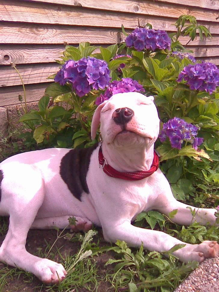 Amerikansk staffordshire terrier Tasja (tulle) - Prinsessen fin..  <33 billede 3