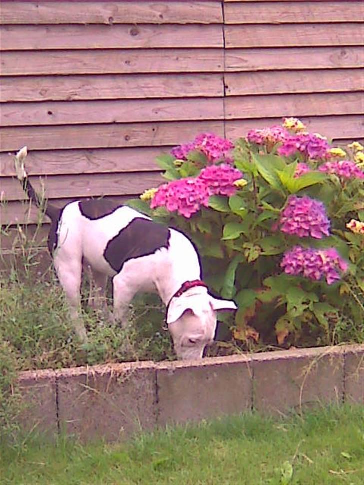 Amerikansk staffordshire terrier Tasja (tulle) billede 4