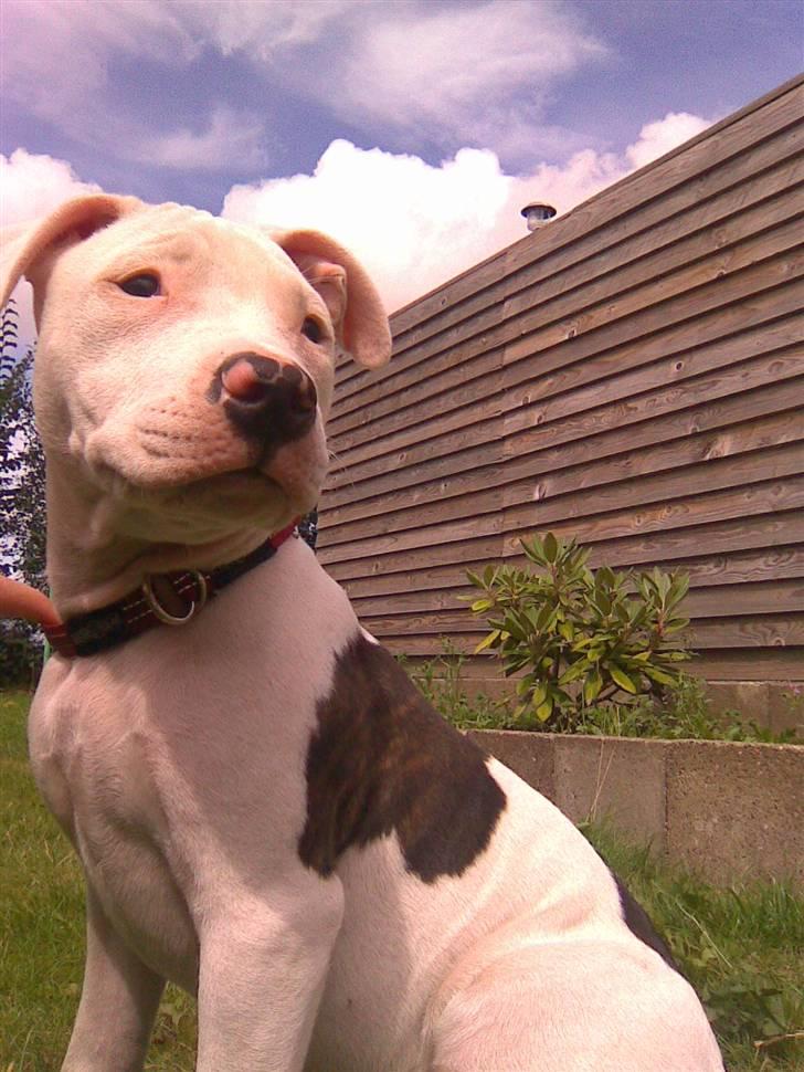 Amerikansk staffordshire terrier Tasja (tulle) billede 5