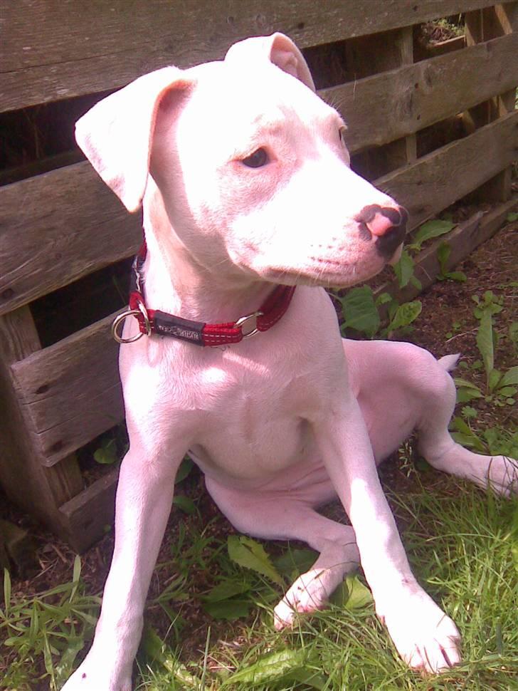 Amerikansk staffordshire terrier Tasja (tulle) billede 6