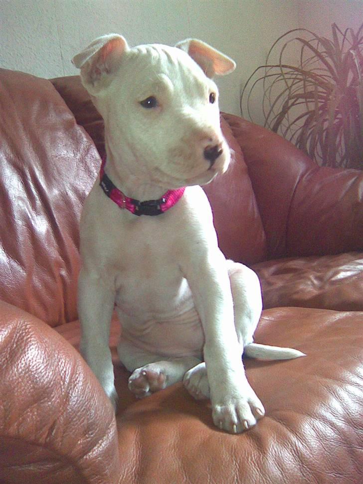 Amerikansk staffordshire terrier Tasja (tulle) - Her er jeg bare en helt lille hund..  billede 7