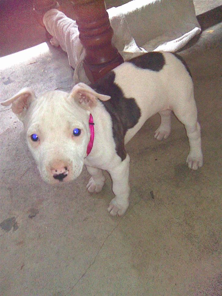 Amerikansk staffordshire terrier Tasja (tulle) - Her er jeg også bare en helt lille bitte hund..  billede 8