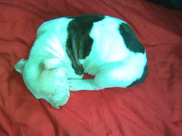 Amerikansk staffordshire terrier Tasja (tulle) - Her er jeg også meget lille.. Jeg sov hele tiden dengang, men nu har jeg fundet ud af at der er andet at lave..   billede 9