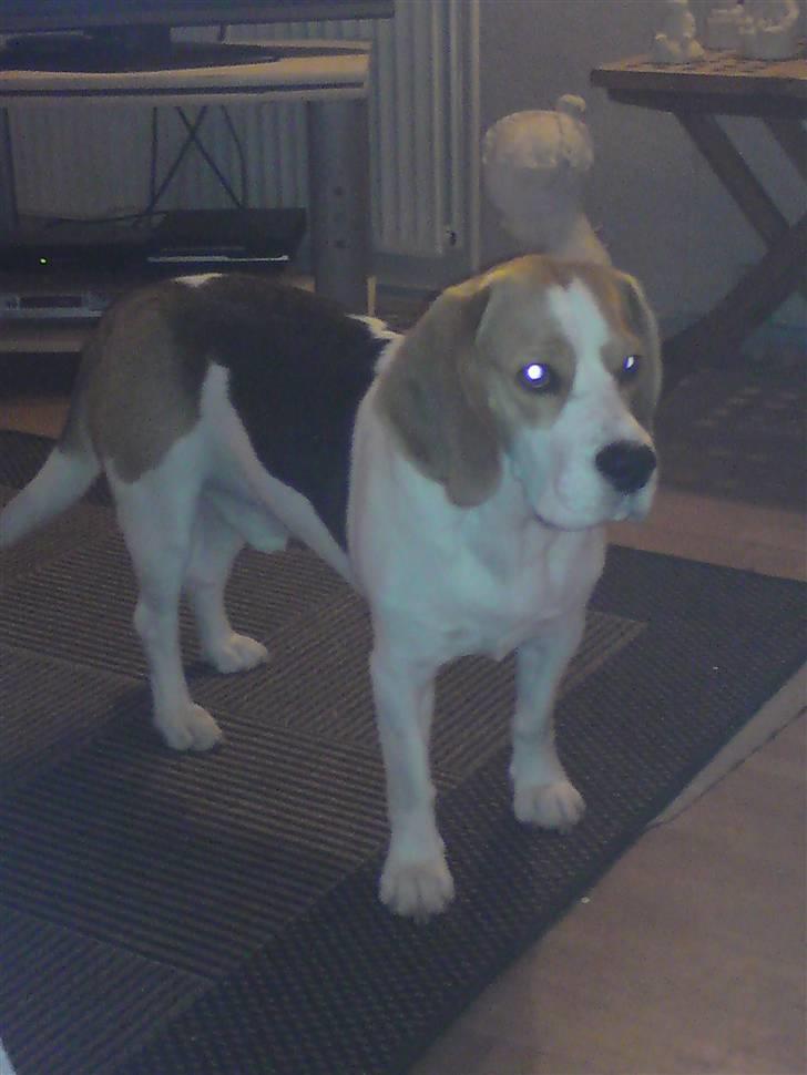 Beagle salus plet - flotte hund d; billede 14