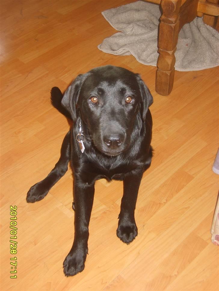 Labrador retriever Stacey, - Stacey i stuen. billede 3