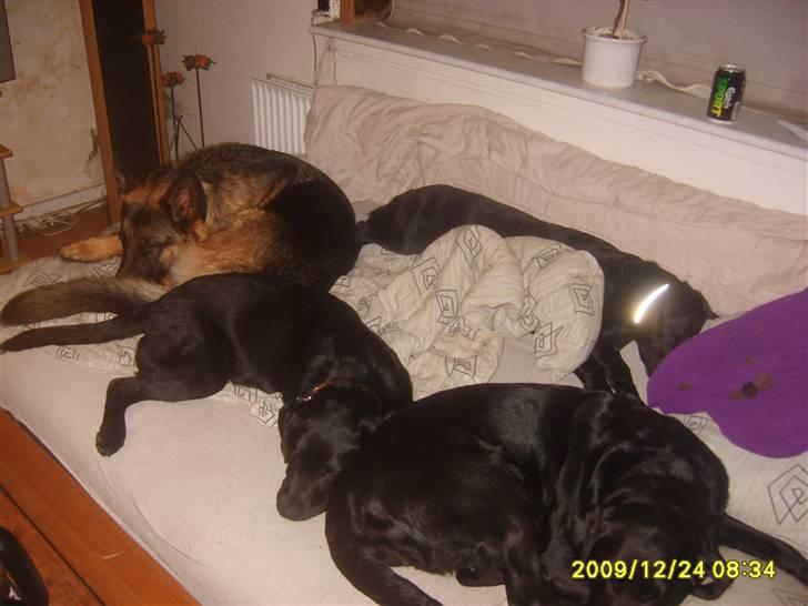 Labrador retriever Stacey, - Stacey og hendes hundevenner. billede 4