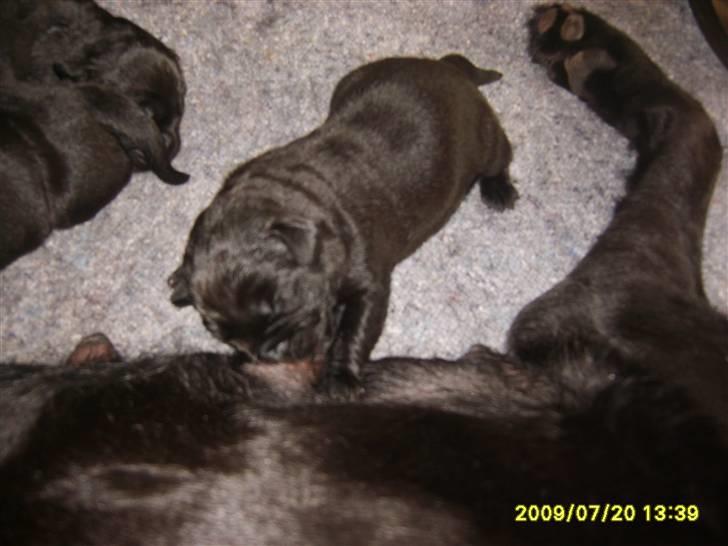 Labrador retriever Stacey, - Stacey få timer gammel. billede 5