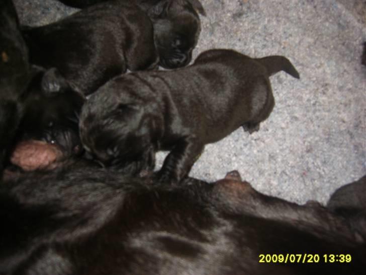 Labrador retriever Stacey, - Stacey få timer gammel billede 6