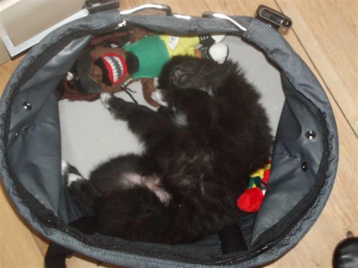 Blanding af racer Bertil - Dyrlæge besøget gjorde mig meget træt! billede 3