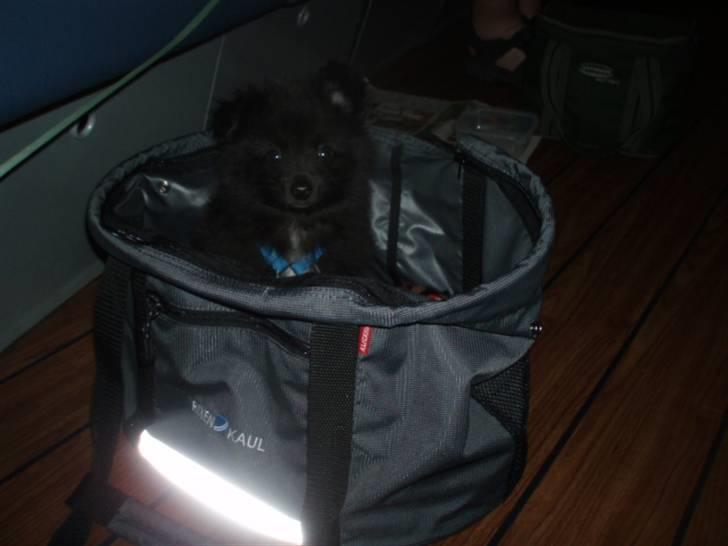 Blanding af racer Bertil - På min første ferie med familie, turen gik til Bornholm billede 4