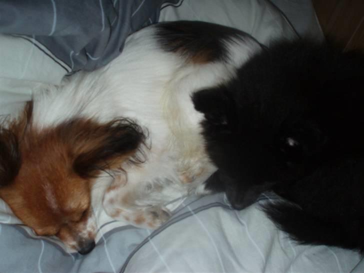 Blanding af racer Bertil - Er meget glad for at sove tæt med min storebror<3 billede 5