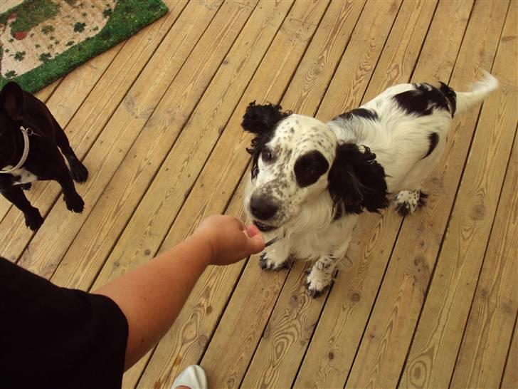 Blanding af racer Otto billede 1