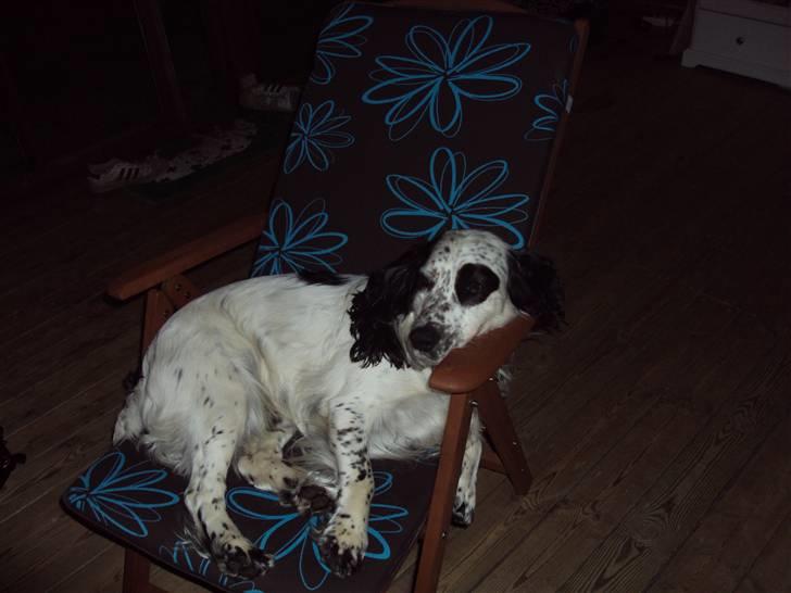 Blanding af racer Otto - Otto med til kortaften hos Frida;0) billede 2