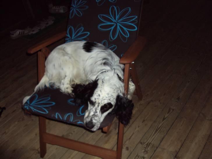 Blanding af racer Otto billede 3