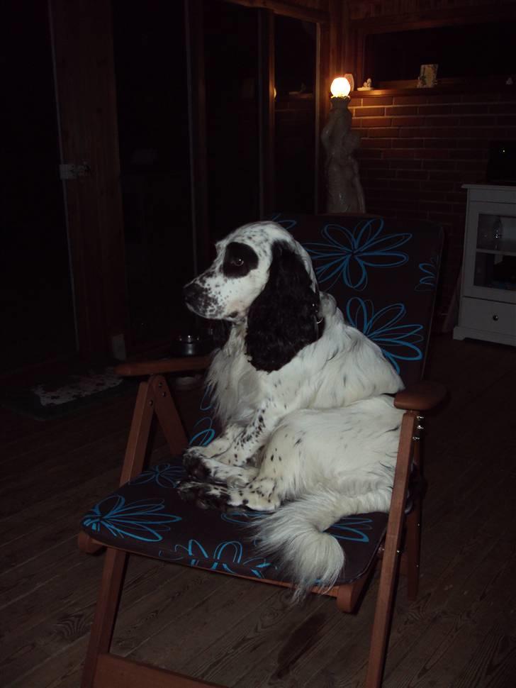 Blanding af racer Otto billede 4