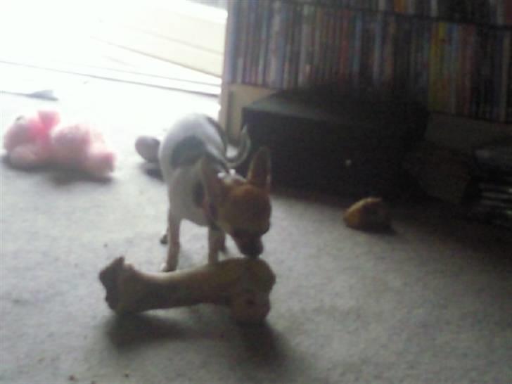 Chihuahua Bella - Tror nok lige jeg kan klare Leopolds ben :) billede 15