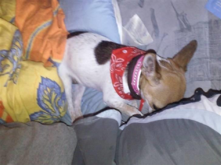 Chihuahua Bella - hygge billede 16