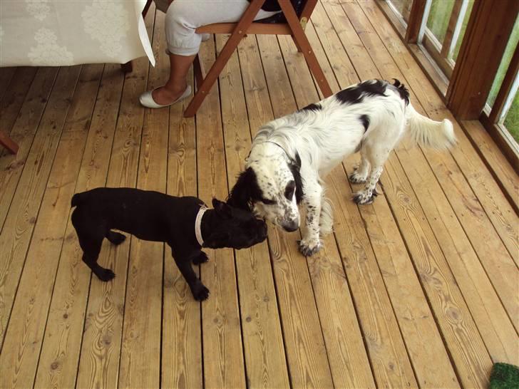 Blanding af racer Otto - Bedste legekammerater;0) billede 6