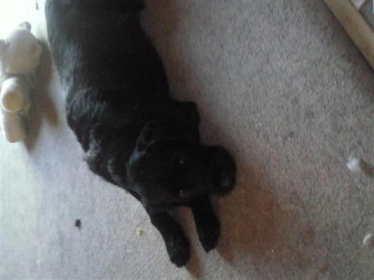 Blanding af racer Leopold - <3 Er så træt :) billede 15